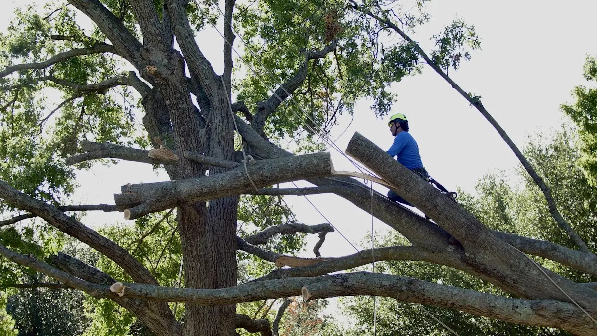 Professional Crown Thinning performed by certified arborists in Walton